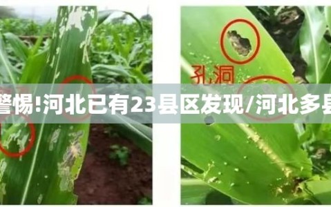 警惕!河北已有23县区发现/河北多县
