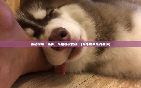 重磅来袭“雀神广东麻将微信挂”(原来确实是有插件)